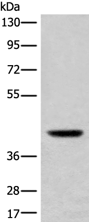 Rabbit Polyclonal Antibody to USP12