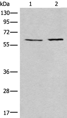Rabbit Polyclonal Antibody to USP14