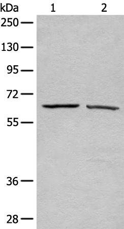 Rabbit Polyclonal Antibody to ATAD3A