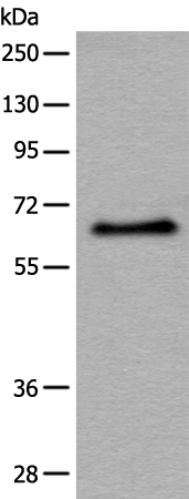 Rabbit Polyclonal Antibody to ATF7