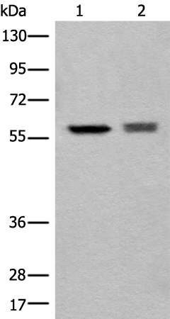 Rabbit Polyclonal Antibody to ATL3