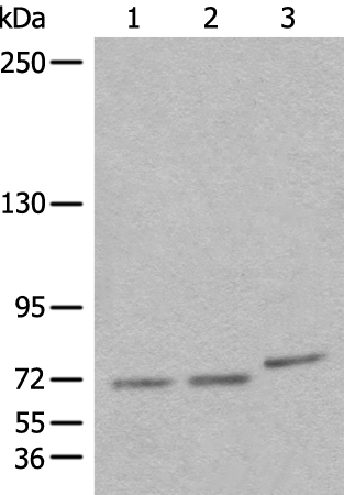 Rabbit Polyclonal Antibody to BBS10