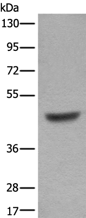 Rabbit Polyclonal Antibody to BCL6B