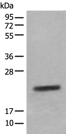 Rabbit Polyclonal Antibody to CRYGS