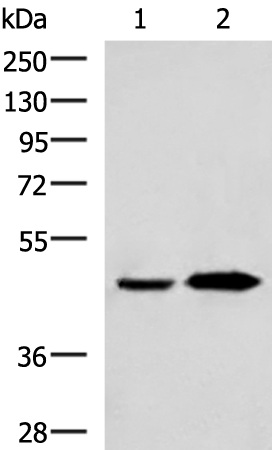 Rabbit Polyclonal Antibody to BHMT2