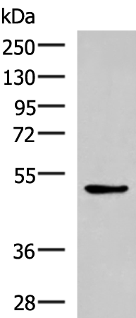 Rabbit Polyclonal Antibody to BLNK