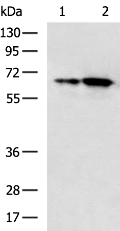 Rabbit Polyclonal Antibody to BRD9