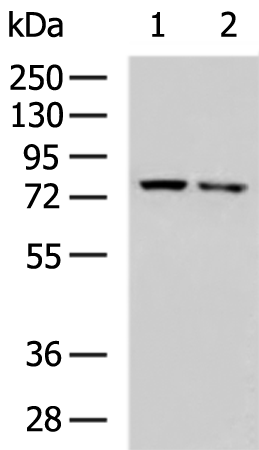 Rabbit Polyclonal Antibody to NCAPH