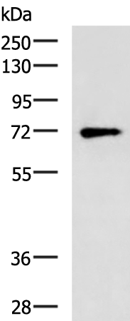 Rabbit Polyclonal Antibody to BTN1A1