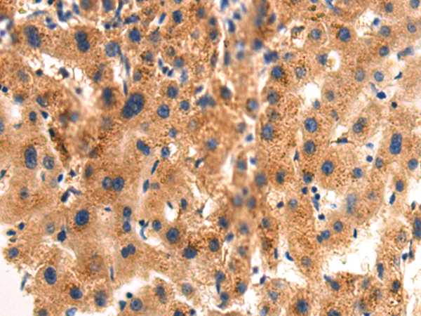 Rabbit Polyclonal Antibody to BTNL8