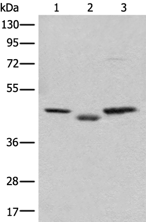 Rabbit Polyclonal Antibody to C12orf10