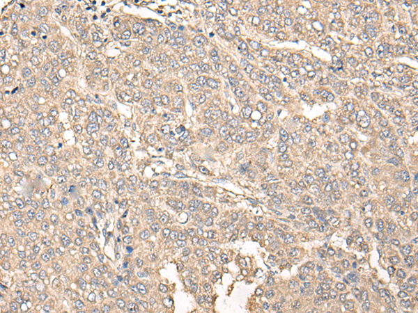 Rabbit Polyclonal Antibody to C12orf40