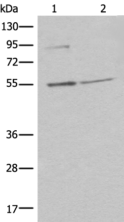 Rabbit Polyclonal Antibody to TEDC1