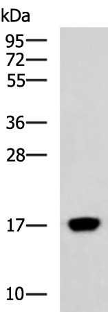 Rabbit Polyclonal Antibody to C15orf40
