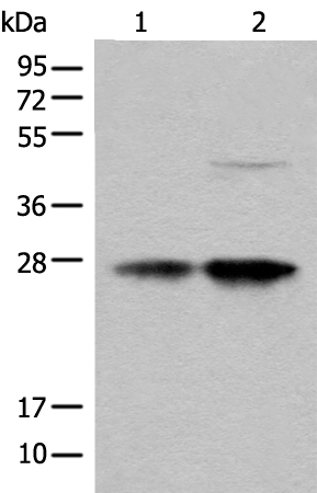 Rabbit Polyclonal Antibody to COA7