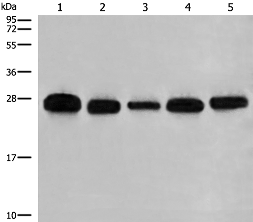 Rabbit Polyclonal Antibody to GATD3B
