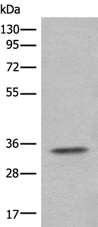 Rabbit Polyclonal Antibody to CFAP298