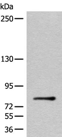 Rabbit Polyclonal Antibody to C2CD2