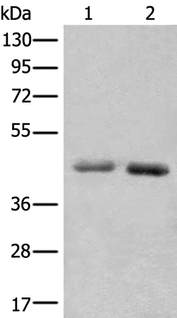 Rabbit Polyclonal Antibody to NADK2