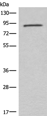 Rabbit Polyclonal Antibody to C7