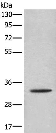 Rabbit Polyclonal Antibody to CACNG3