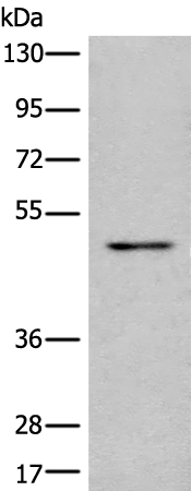 Rabbit Polyclonal Antibody to MICU1