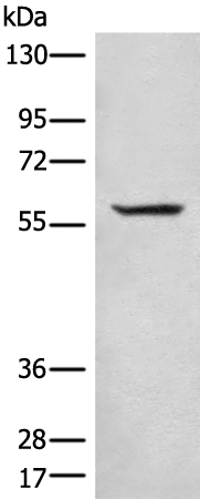 Rabbit Polyclonal Antibody to CCDC102B
