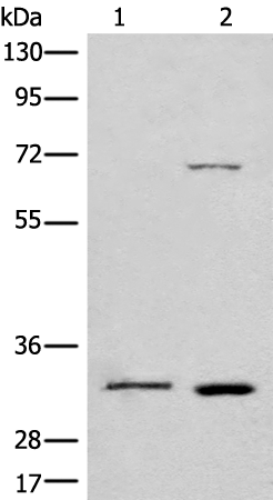 Rabbit Polyclonal Antibody to CCNB1IP1