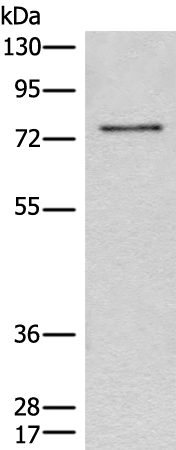 Rabbit Polyclonal Antibody to CCNK