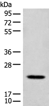 Rabbit Polyclonal Antibody to CD300E