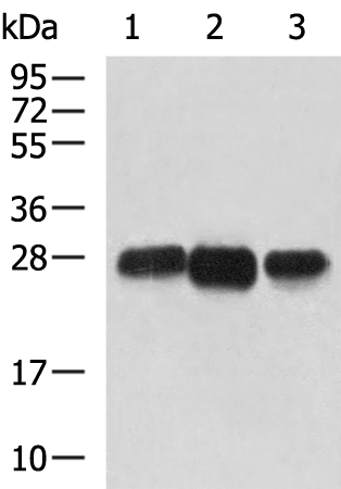 Rabbit Polyclonal Antibody to CD99