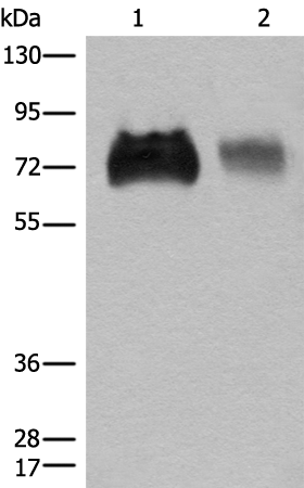 Rabbit Polyclonal Antibody to SLC3A2