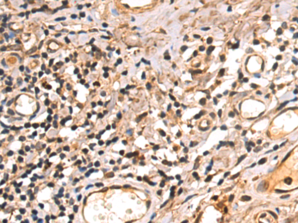Rabbit Polyclonal Antibody to CDC45