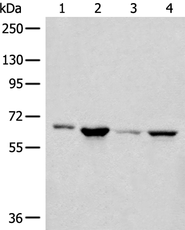Rabbit Polyclonal Antibody to CDC7