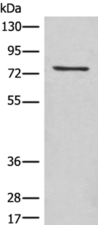 Rabbit Polyclonal Antibody to ACAP1