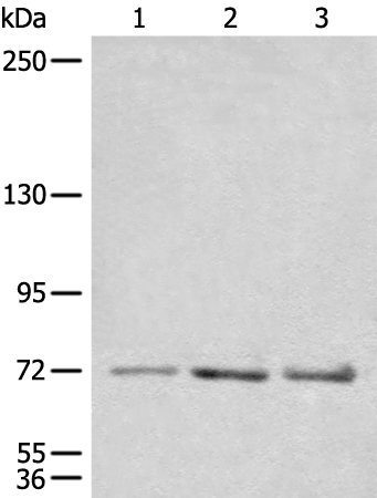Rabbit Polyclonal Antibody to CEP72
