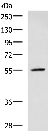 Rabbit Polyclonal Antibody to CEP57