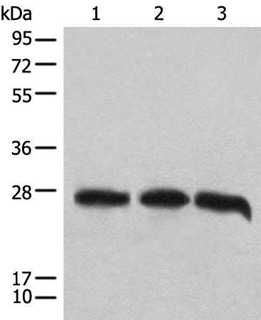 Rabbit Polyclonal Antibody to CHCHD3