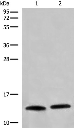 Rabbit Polyclonal Antibody to CHCHD5