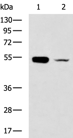 Rabbit Polyclonal Antibody to CHIA