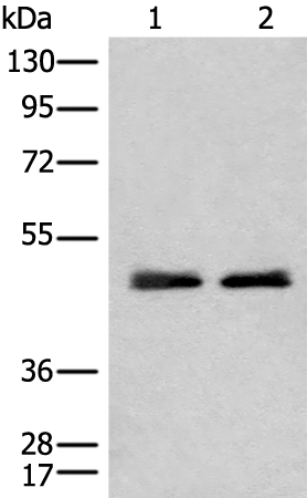 Rabbit Polyclonal Antibody to CHIT1