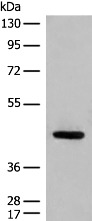 Rabbit Polyclonal Antibody to CHST11