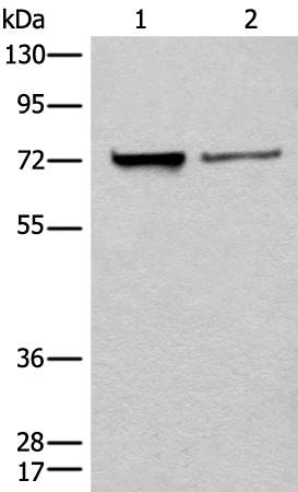 Rabbit Polyclonal Antibody to UTP4