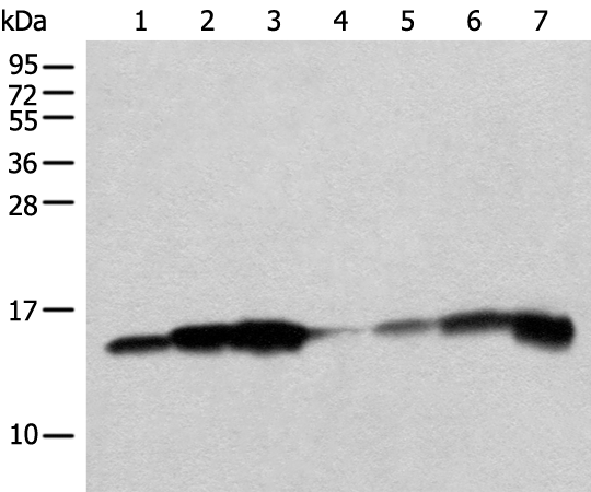 Rabbit Polyclonal Antibody to CISD1