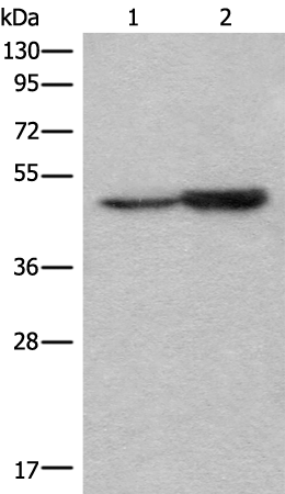 Rabbit Polyclonal Antibody to CS
