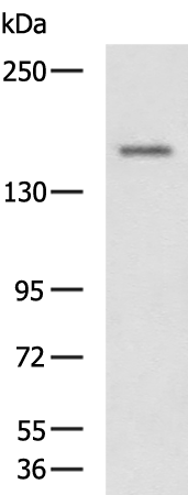 Rabbit Polyclonal Antibody to CLASP1