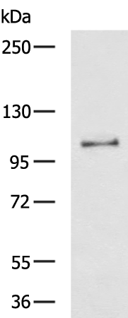 Rabbit Polyclonal Antibody to CALCOCO1
