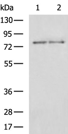 Rabbit Polyclonal Antibody to COIL