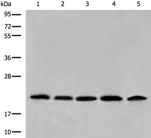 Rabbit Polyclonal Antibody to COMMD1