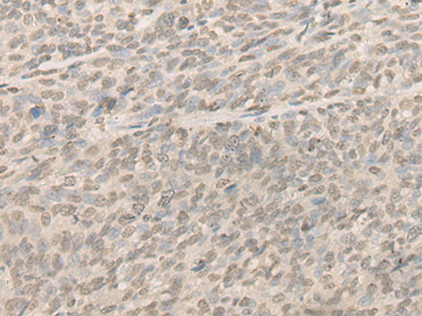 Rabbit Polyclonal Antibody to NR1I3